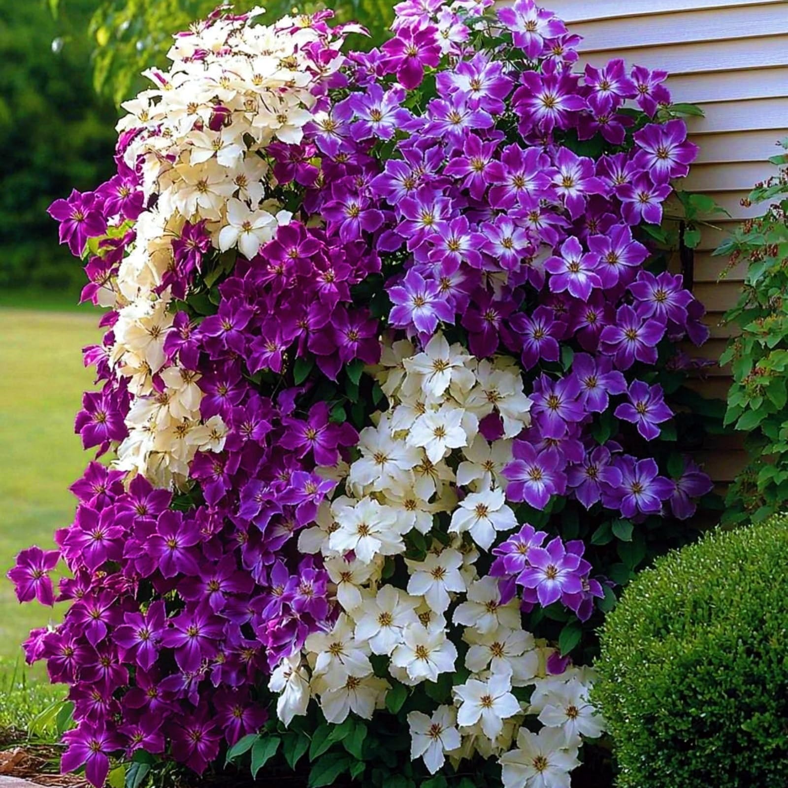 Hervorragende MehrjäHrige Clematis, Clematiszwiebeln In GroßPackungen, Fachgerecht Gepflanzt, GartenverschöNerung, Pflegeleicht-15 Rhizom-E