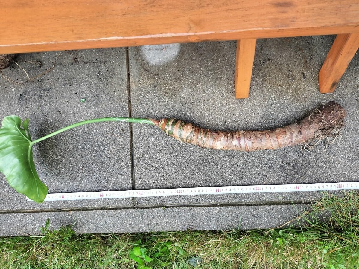 観葉植物　クワズイモ　大株　抜き苗 観葉植物 クワズイモ 大株 抜き苗 クワズイモ 4号鉢植え の通販