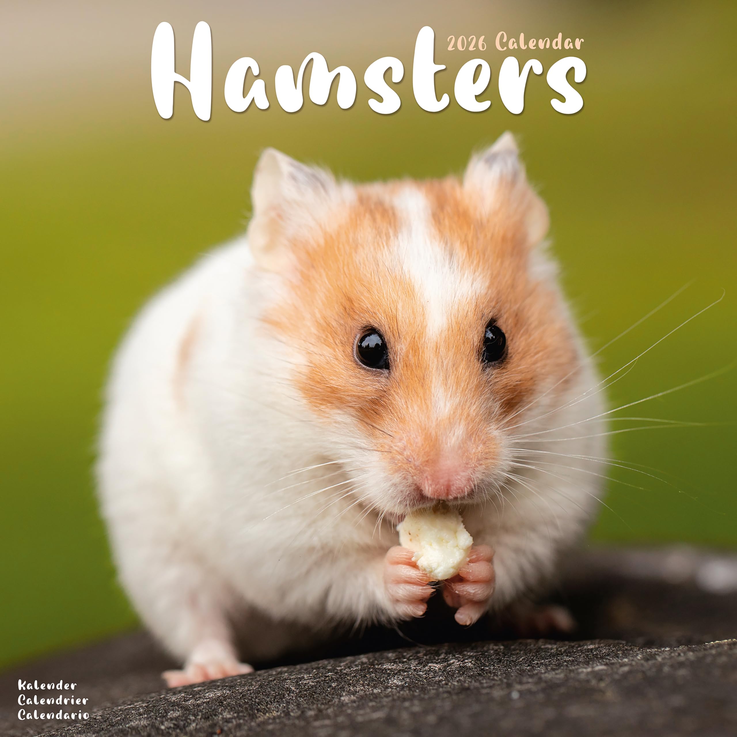 Hamsters Calendar 2026  Square Animal Wall Calendar - 16 Month - 9781804607367