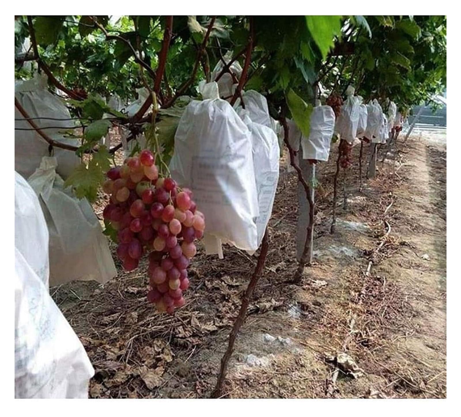 JFGCTYHXY Fruit protection bags, 50Pcs/Lot 20X28CM 30X38CM Garden Vegetable Grapes Apples Fruit Protection Bag Pouch Agricultural Pest(30X38CM)