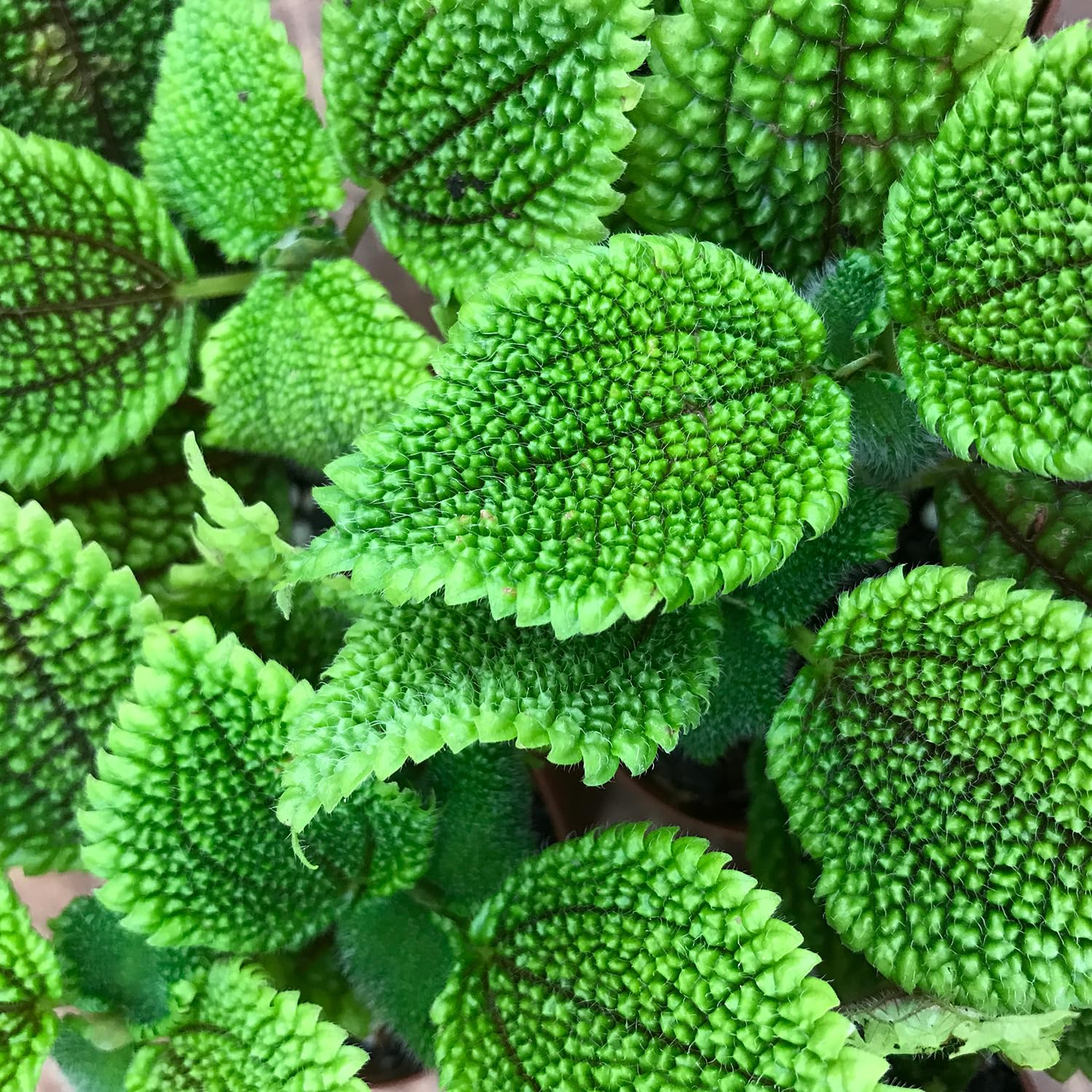 Amazon.com : Moon Valley Friendship Plant - Live Starter Plant in a 2 Inch  Pot - Pilea Mollis - Beautifully Textured Indoor Houseplant : Patio, Lawn &  Garden
