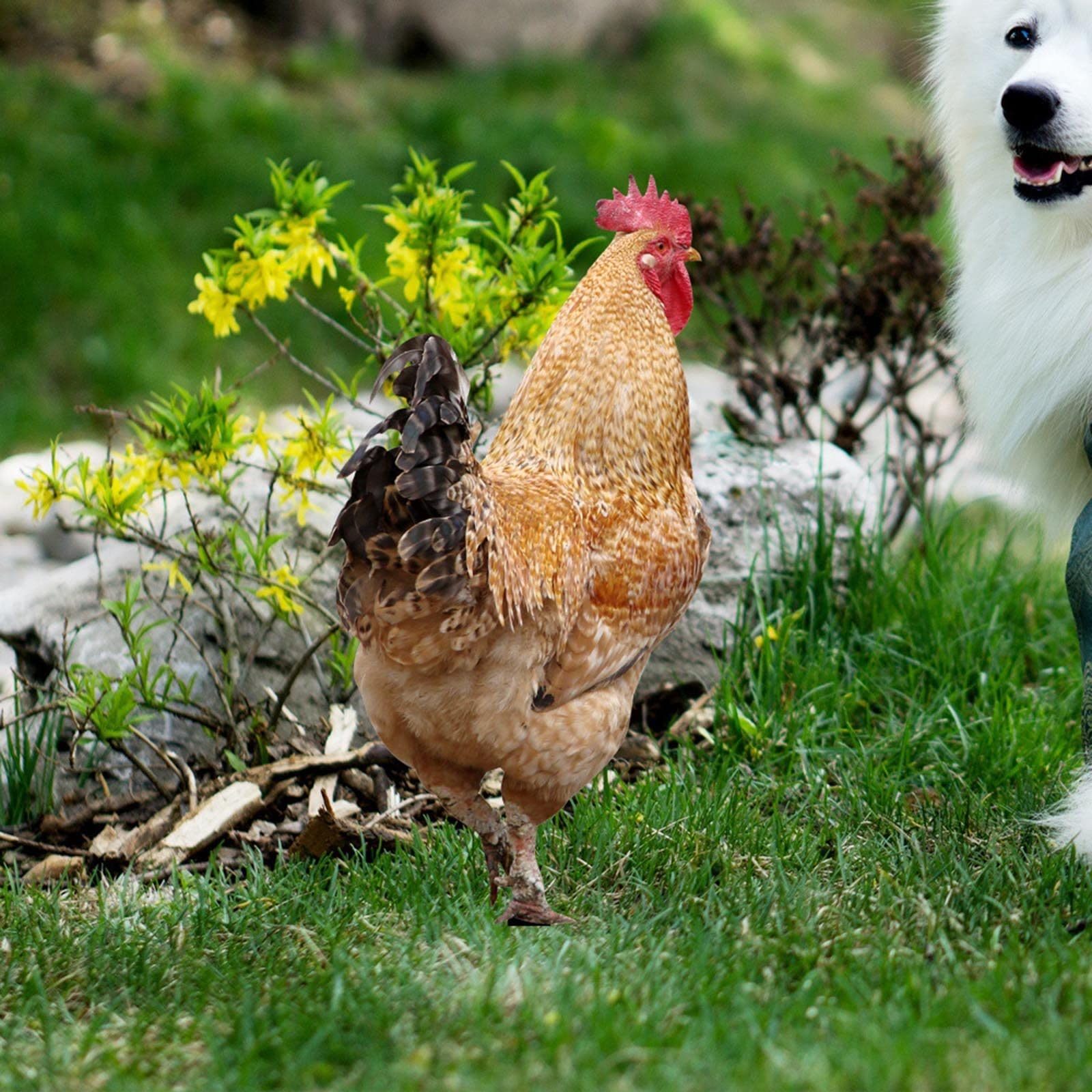 ROMISBABA Hühner Garten Deko - 2-teilige Acryl Hühner Figuren Für Den Garten
