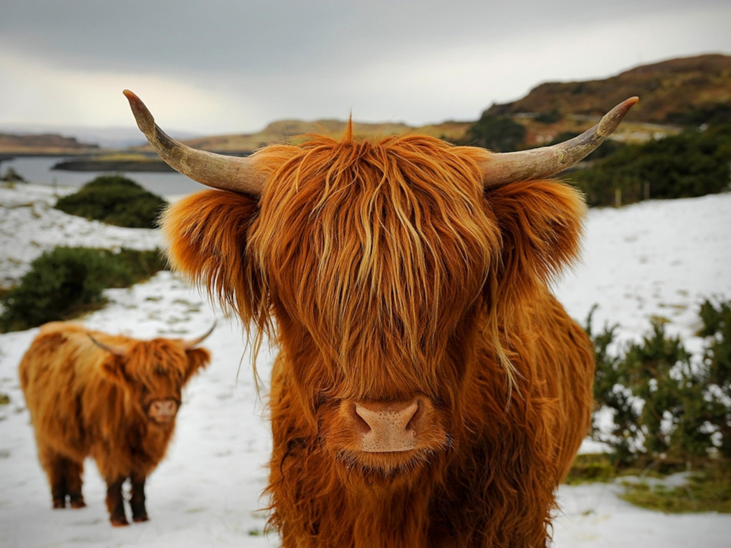 Nprzm H495 Diy Diamond Painting Cow 5D Highland Cow Full Round Drill Animal Diamond Embroidery Cross Stitch Kit Home Decor R2 50X60cm