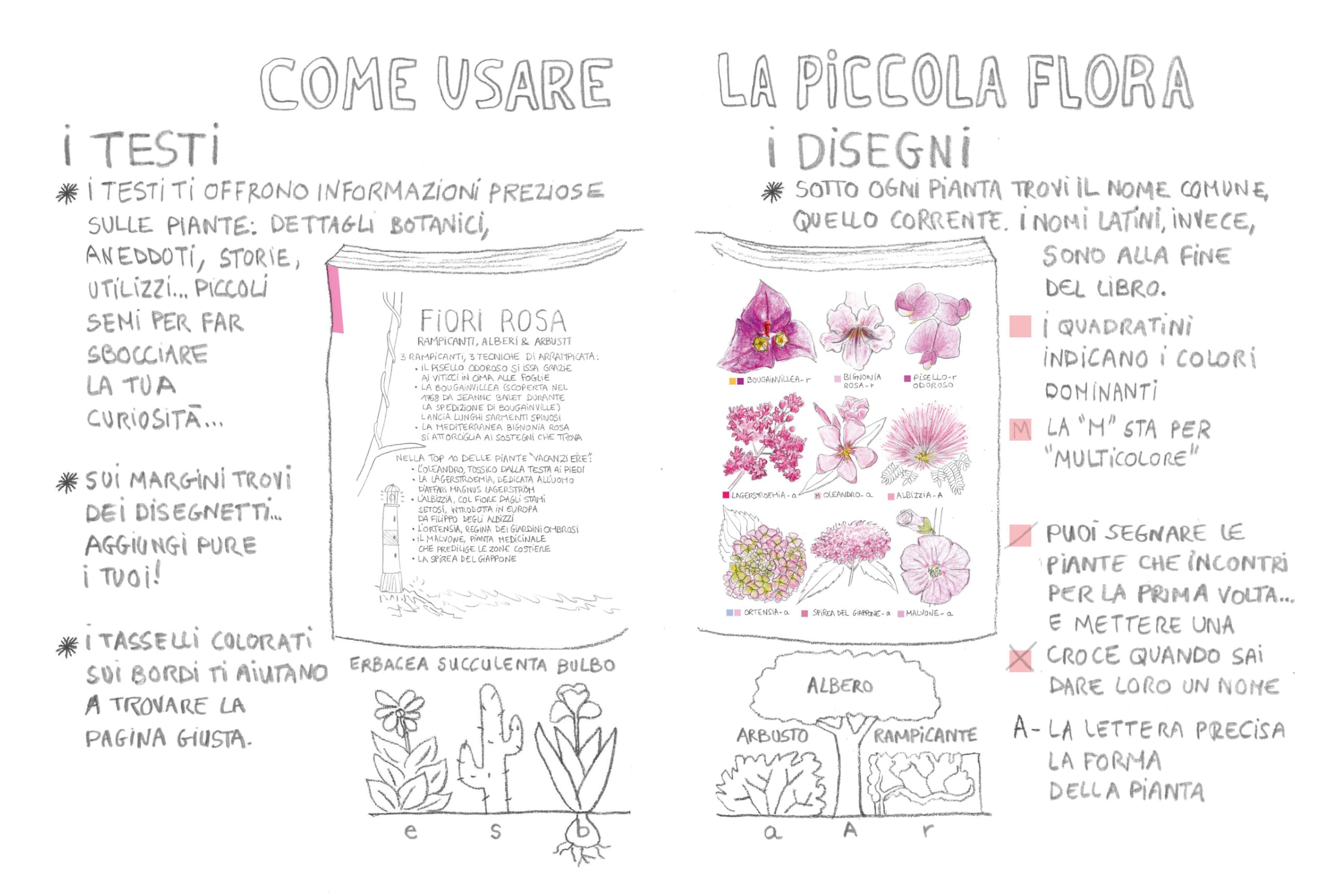 Piccola flora del viandante