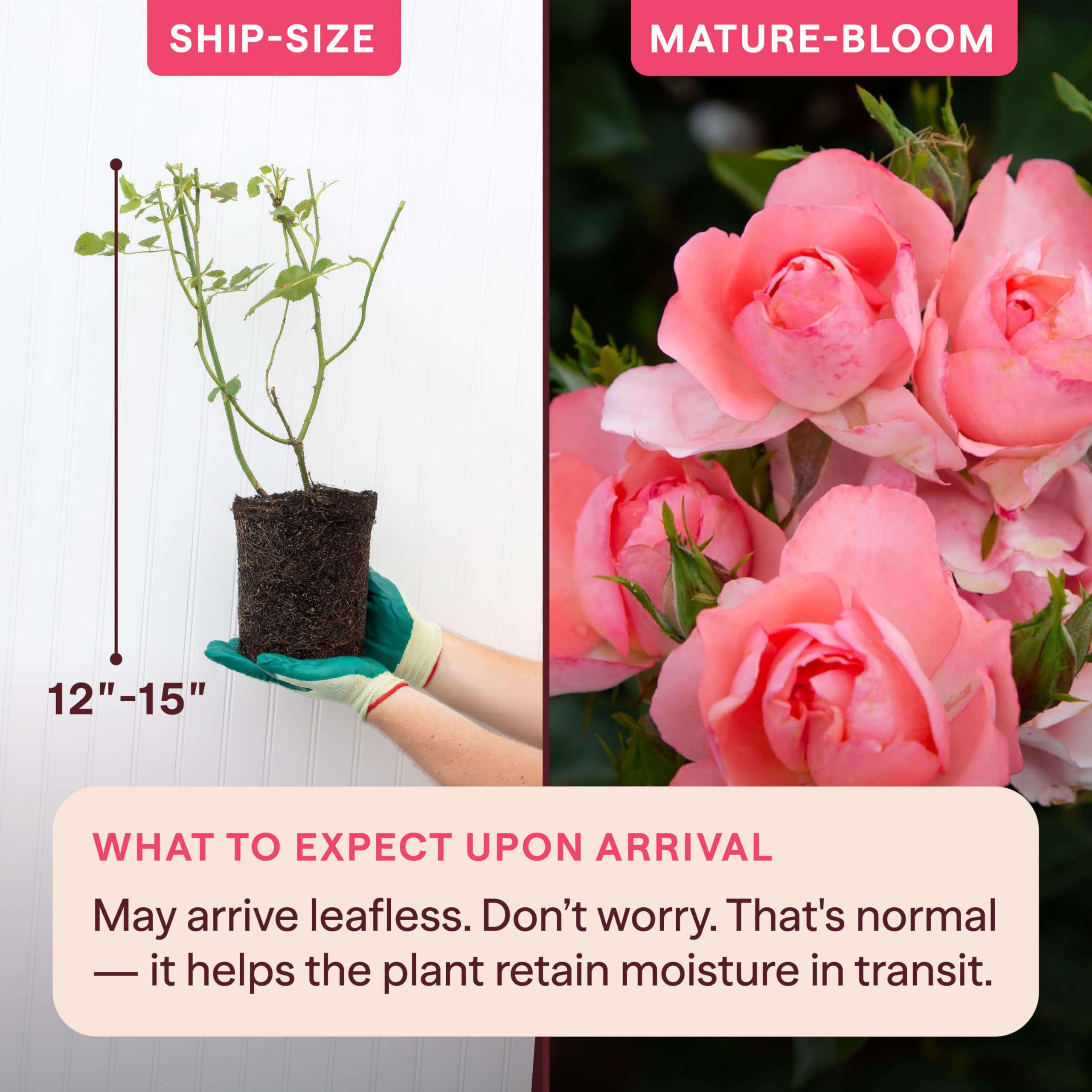 Amazon.com : Heirloom Floribunda Roses, Live Own Root Plant for
