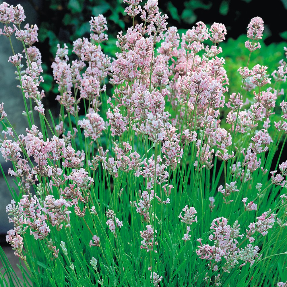 Lavender Rosea Traditional English Drought Tolerant Cottage Garden Plant with Fragrant Pink