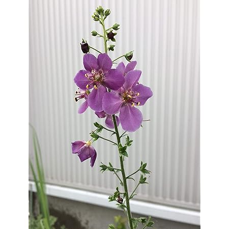 Amazon バーバスカム ビオレッタ 種子３０粒 花