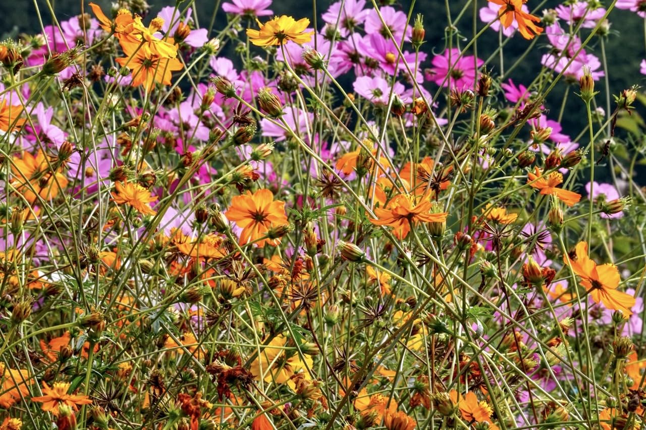 Schmuckkörbchen, Cosmea Mix - in Rot & Orange (Cosmos bipinnatus & Cosmos sulphureas). Bienenweide, die Blüten sind essbar! (20.000 Samen = 128,0g)