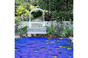 20,000+ Blue Creeping Thyme Seeds Perennial Plant Ground Cover Easy to Grow