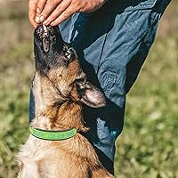 Vista 4 de Nylon Personalized Dog Collar with Embroidered Name & Phone, Customizable, Reflective Strip, Soft Neoprene Lining, Durable Metal Buckle - Matching