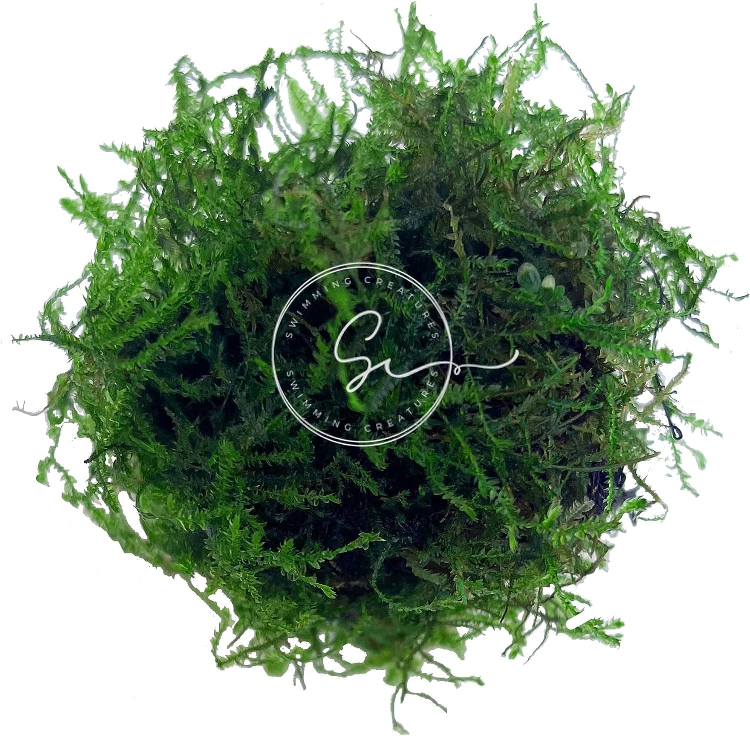 Swimming Creatures Java Moss