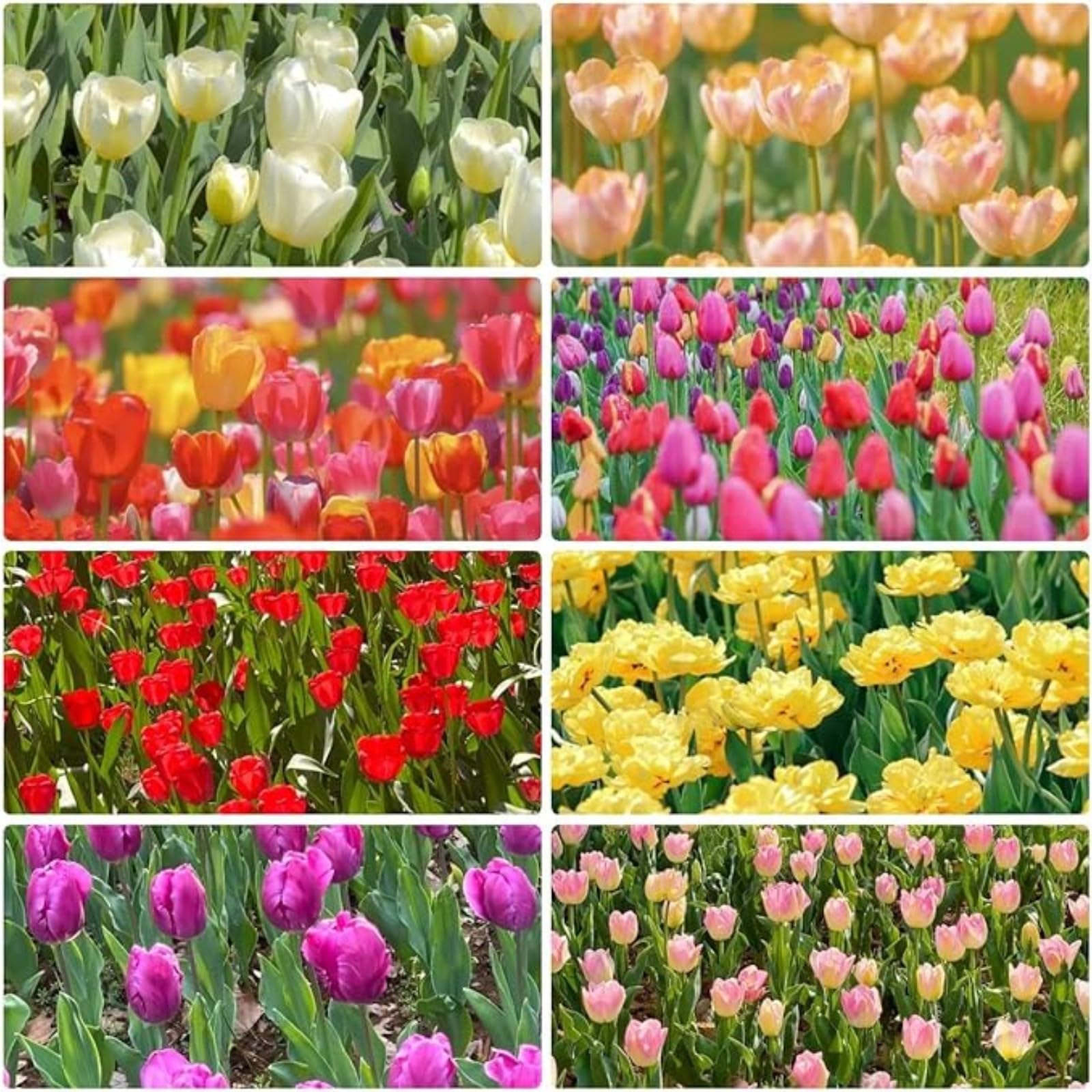 Tulip Bulbs,Flowering Rhizome,Hardy,Excellent Display,Greening Flower,Tulip Tubers UK,Cut Flowers,Good for Containers,Flowering Root,Perennial,Iridescent,Balcony Garden Bulbs.-15Bulbs-I