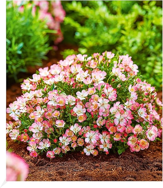 BALDURGarten AlpinRose Cutie Pie®, 1 Pflanze, winterhart, wintergrün