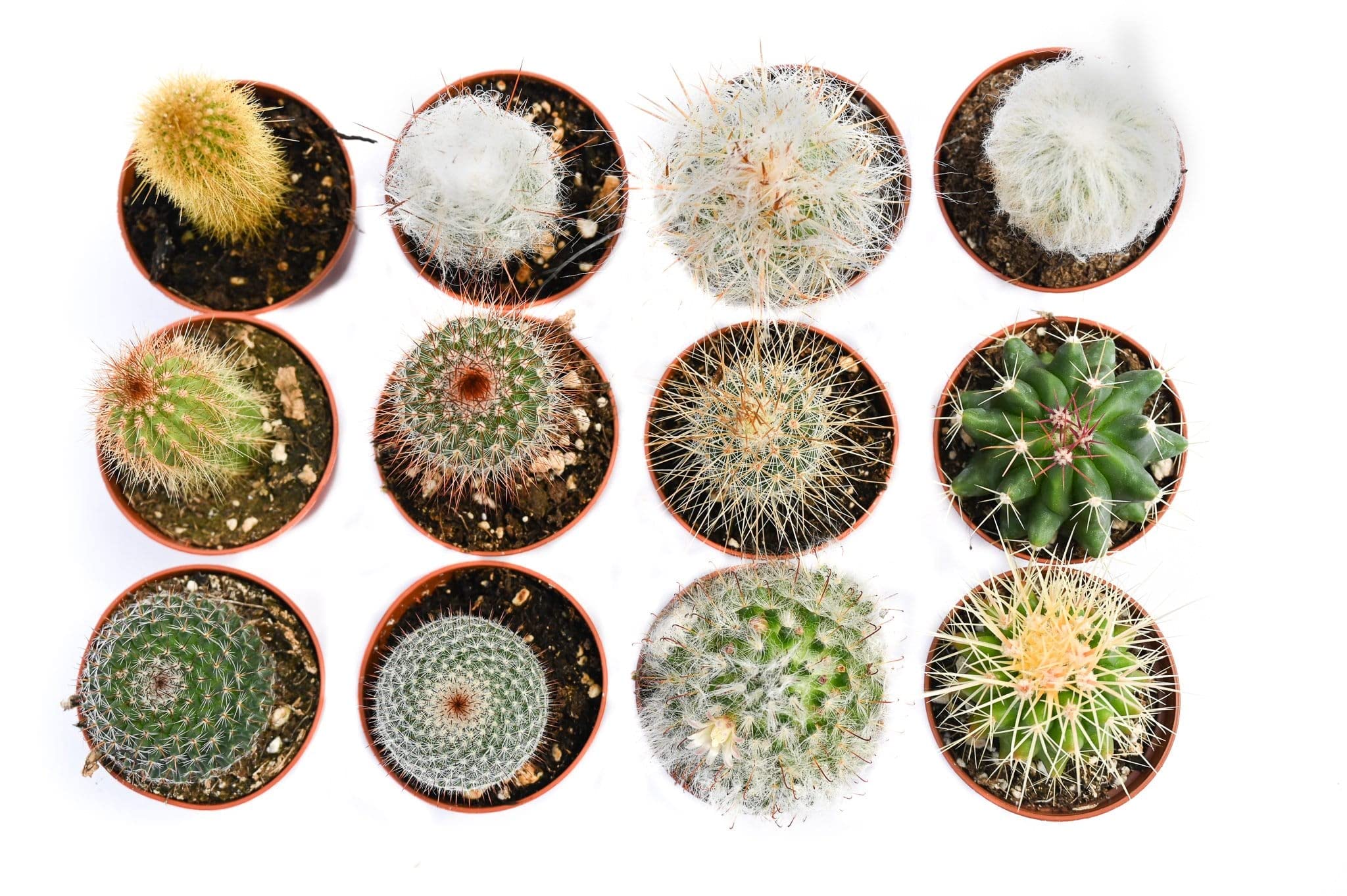 Cactus Plants Live – Small Assorted 2-Inch Cactus Plants – Fully Rooted Potted Cactus Plants – Live Cactus Plant Set (): 12