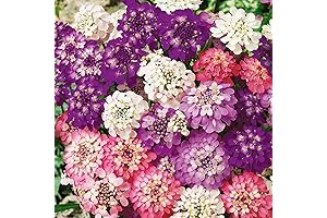2000+ Live Perennial Mixed Candytuft Seeds to Plant Outdoor-Evergreen Iberis Amara Ground...