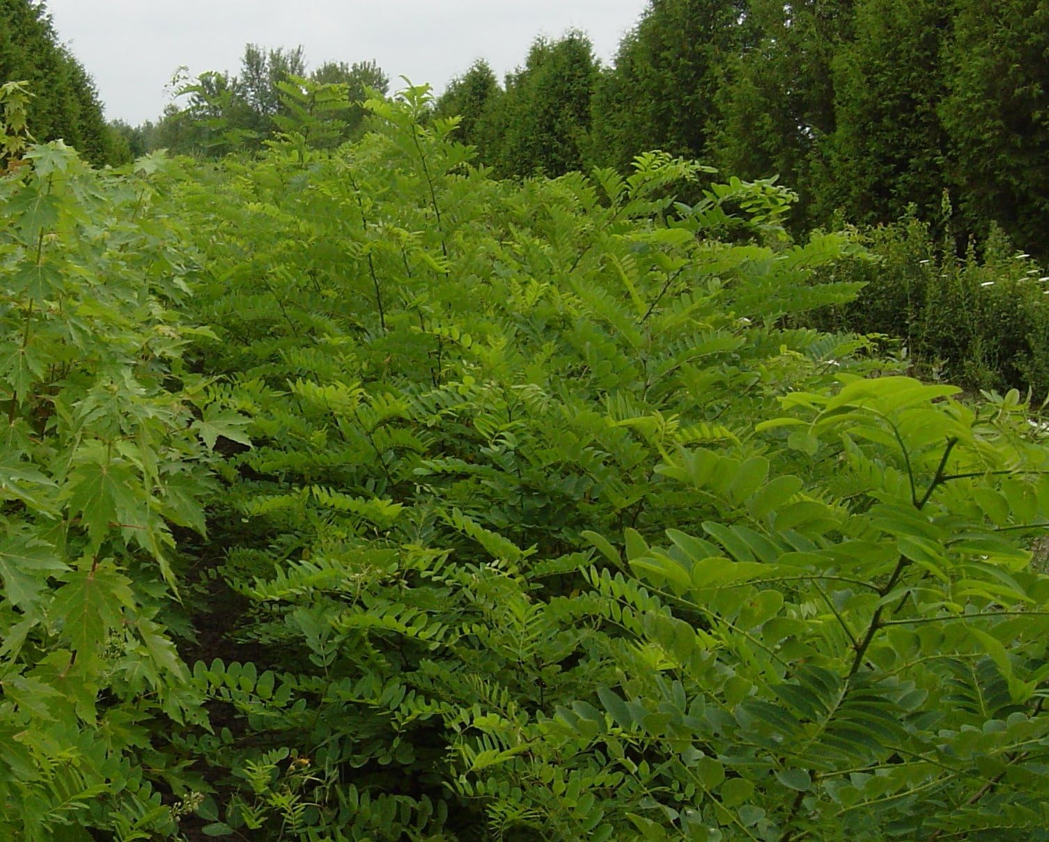 25 Black Locust (Robinia pseudoacacia) 1-2'