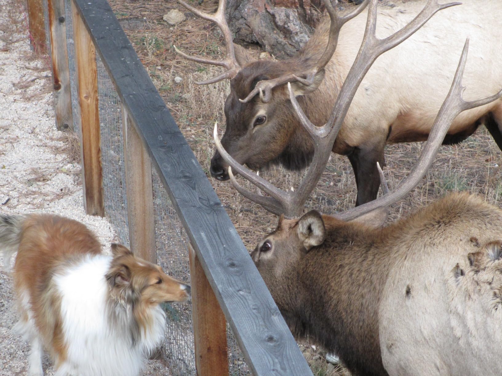 Alaskan Pet Friendly Ice Melter, prevents paw pads from drying – 4.5 kg photo review
