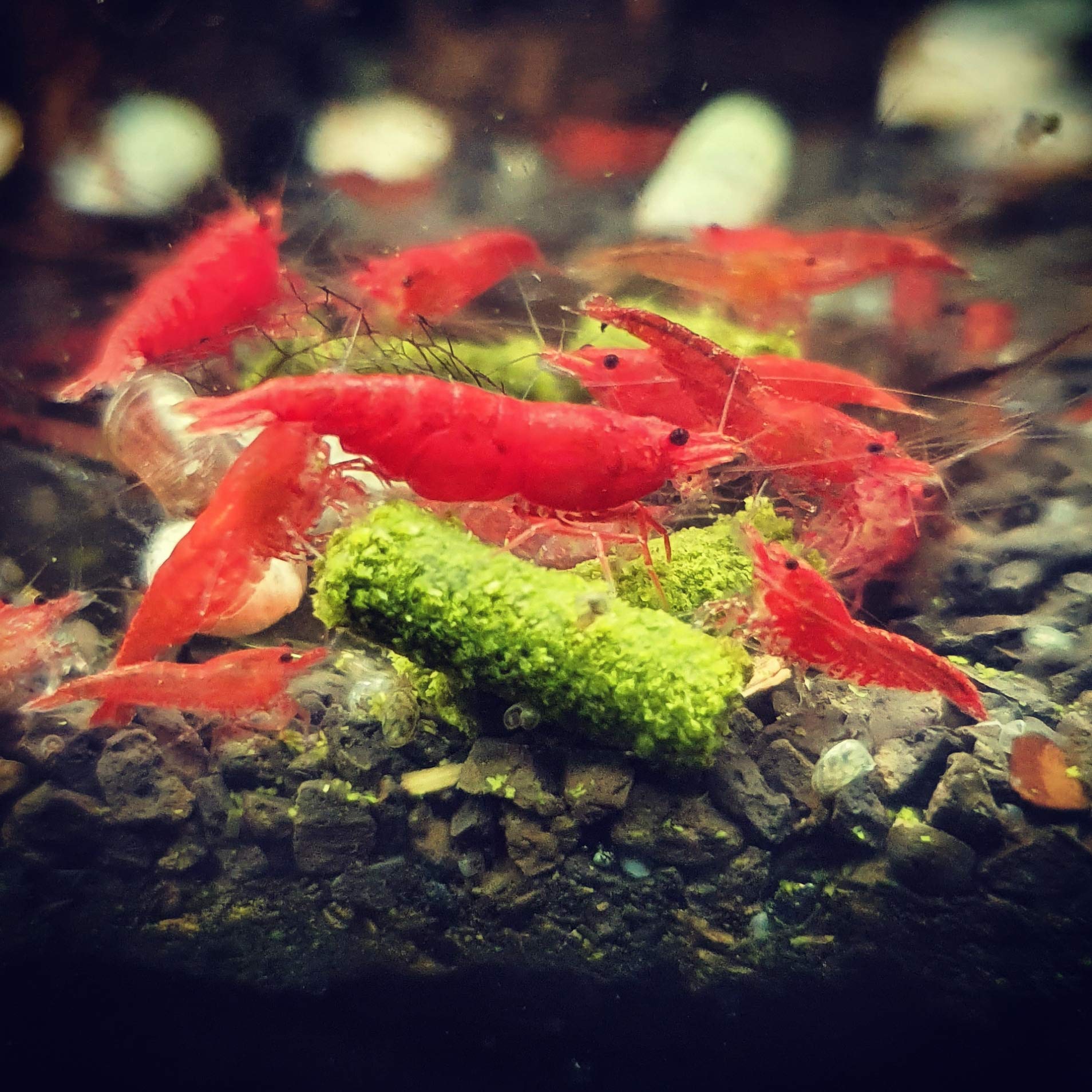 SET DADO PER Mangime Da Incasso Facile 6 Pezzi Mangime In Lega Di Zinco - Foto 11