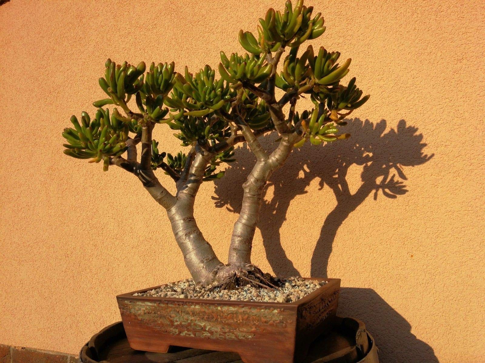 lagerstroemia indica bonsai Lagerstroemia indica