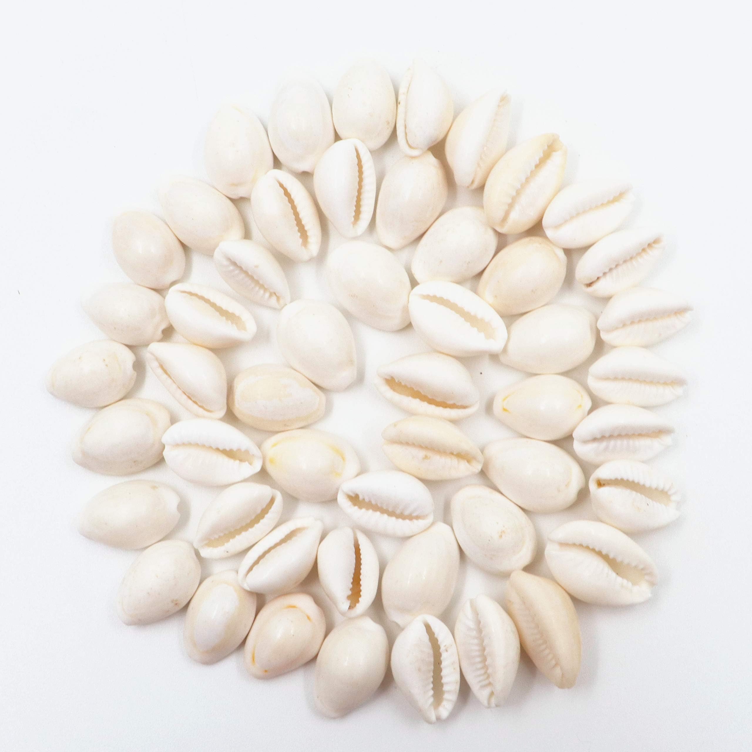 Arkam White Kauri/Safed Kodi/White Kaudi/Safed Kauri for Puja - Set of 51 Pcs