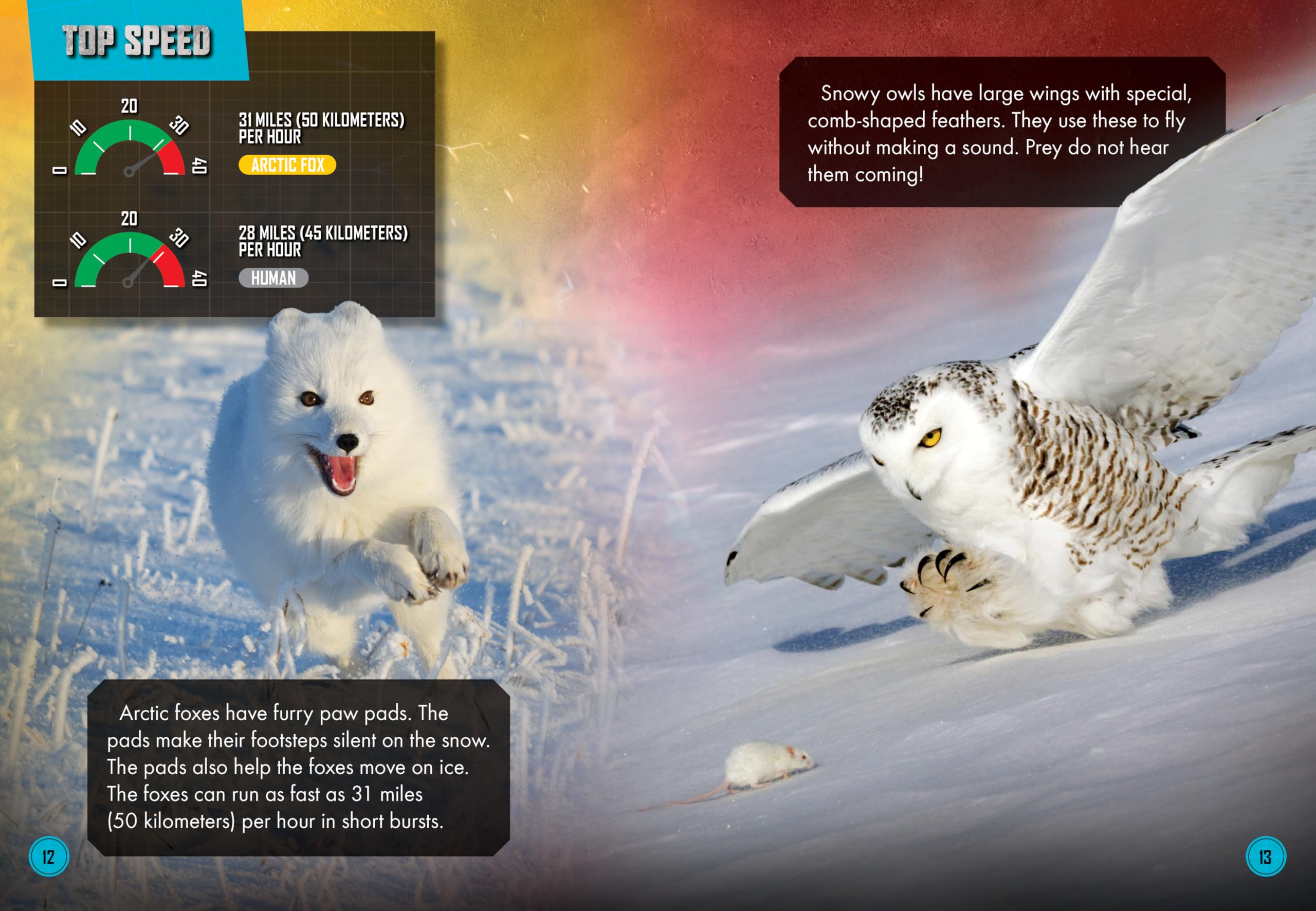 Arctic Fox Vs. Snowy Owl