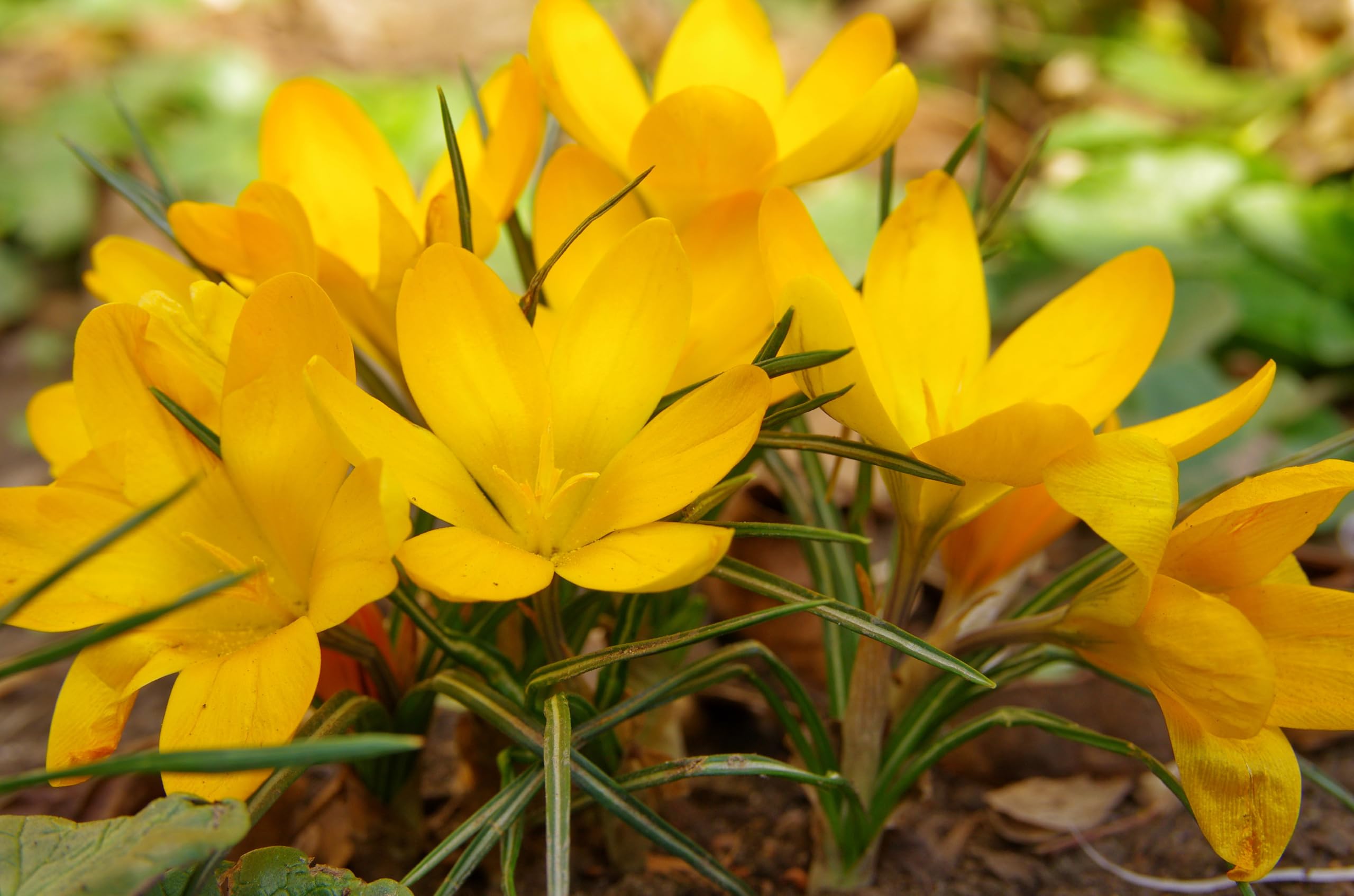Lincolnshire Pond Plants Ltd - Allium Eros Plant Bulb x5 — view 19