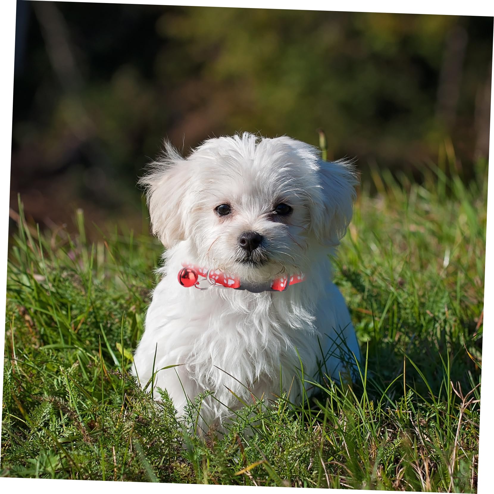 BESPORTBLE 36stücke Katzenhalsband Mit Glöckchen Und Flexibel Für Hunde Und Katzen Für Und Outdoor-aktivitäten