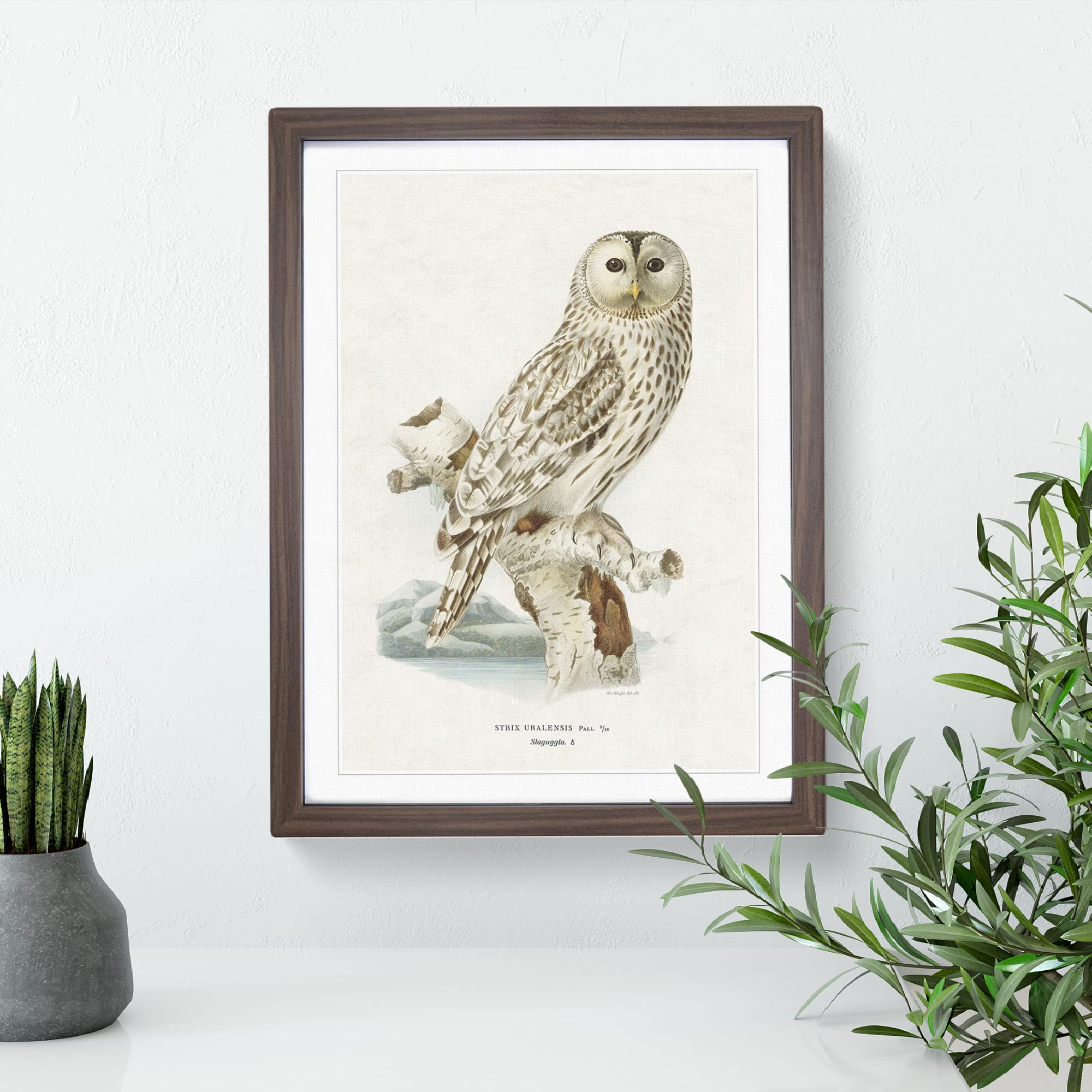 Ural Owl By Von Wright Vintage Framed Wall Art Print, Ready to Hang Picture for Living Room Bedroom Home Office Décor - Image 3