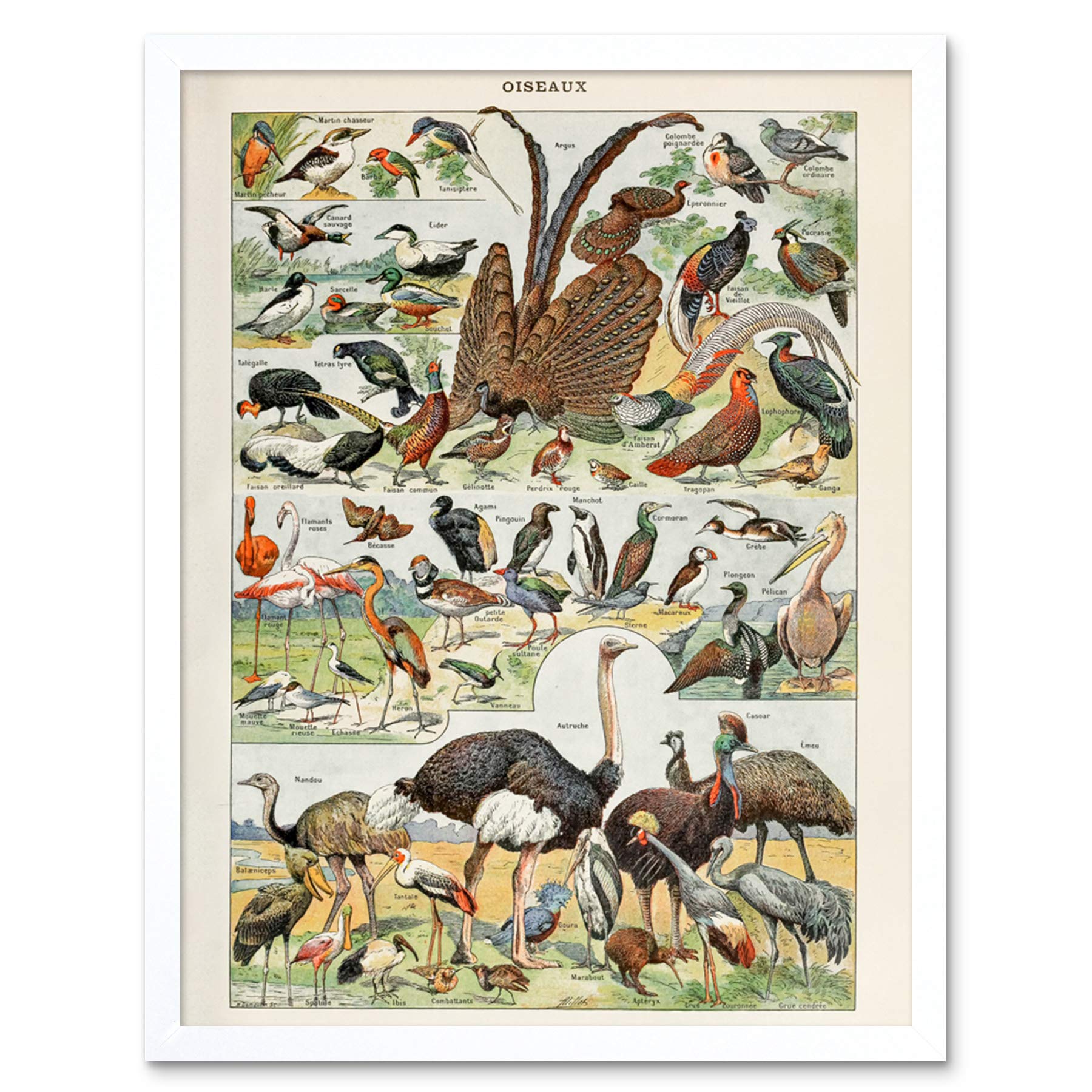 Artery8 Millot Encyclopedia Page Molluscs Shells Art Print Framed Poster Wall Decor 12x16 inch — view 140