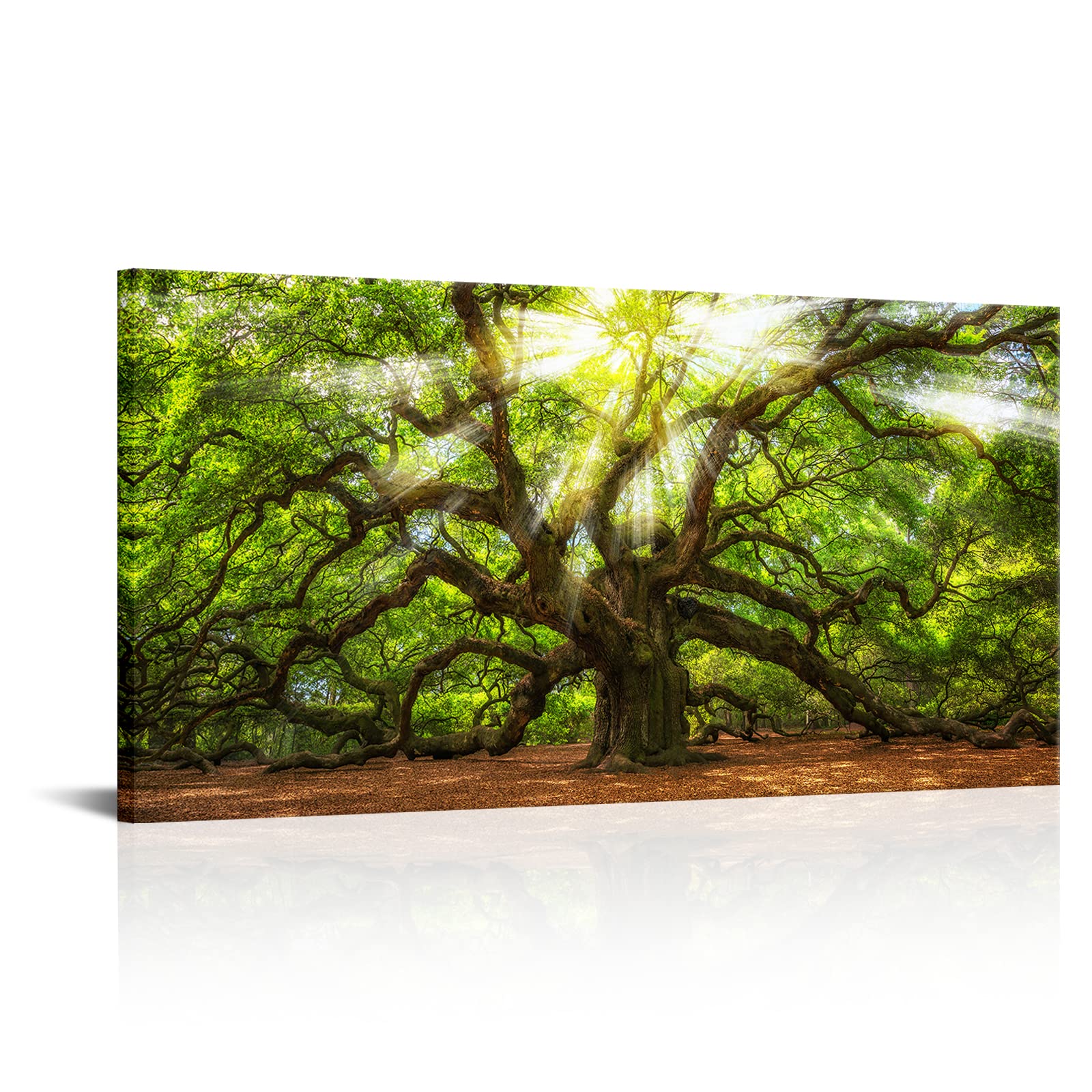 Conipit Oak Tree Wall Art Natural Pictures Prints Sunshine Through Tree Canvas Green Angel Oak Painting Framed and Stretched Nature Canvas (W-40xH-20)
