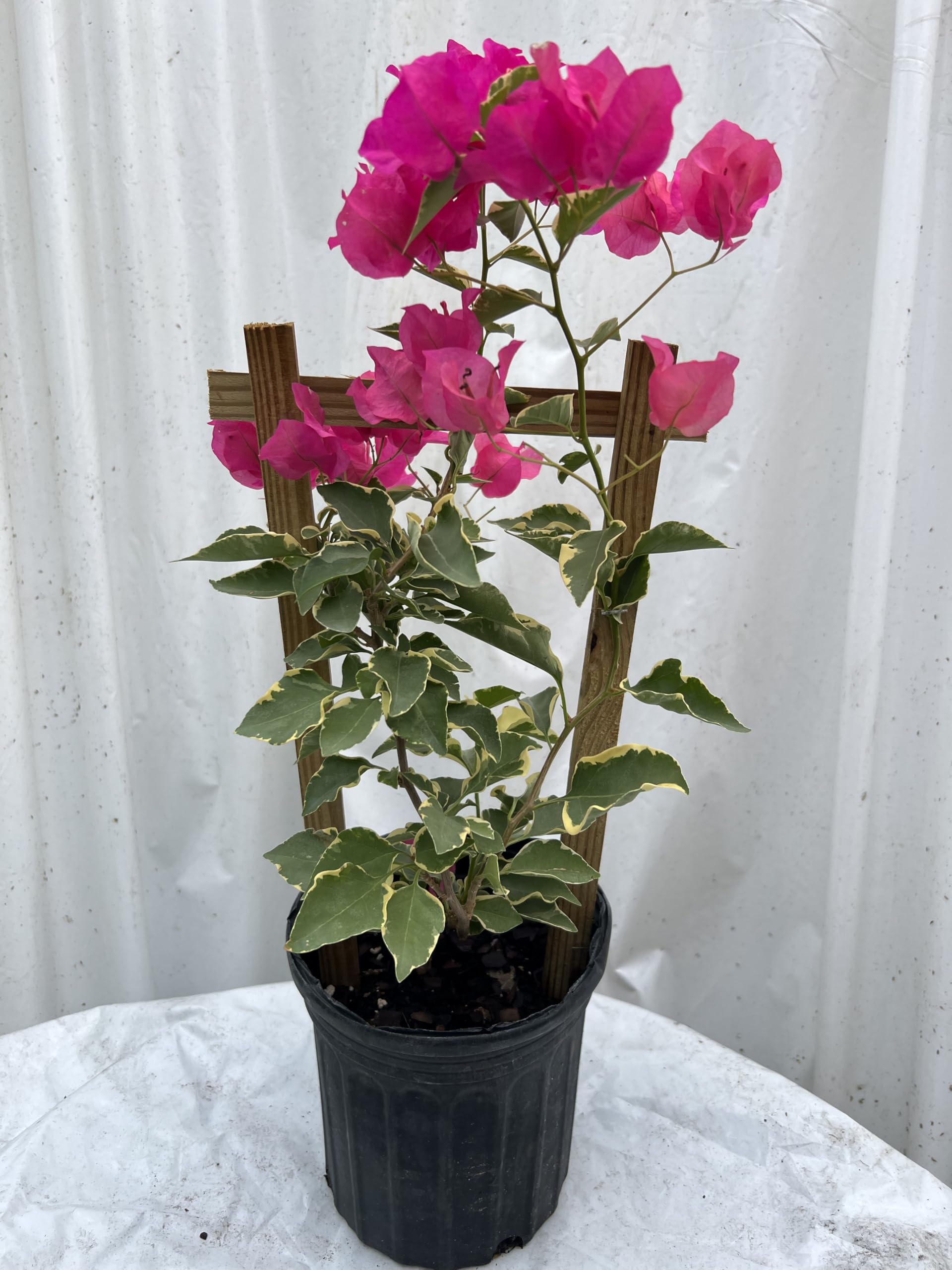 Bougainvillea