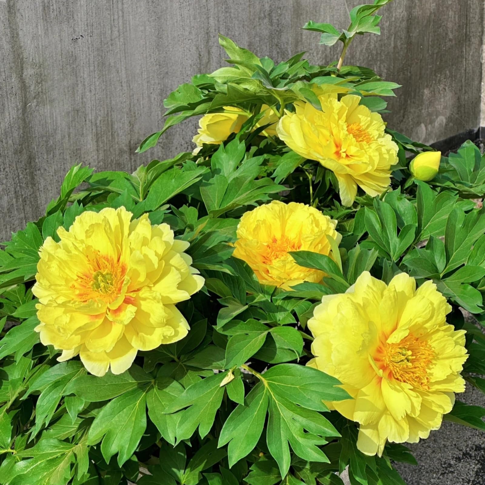 Peony Plants Bulbs Excellent Display Outdoor Perennial Balcony Garden Bulbs Can Be Potted-2bulbs-F