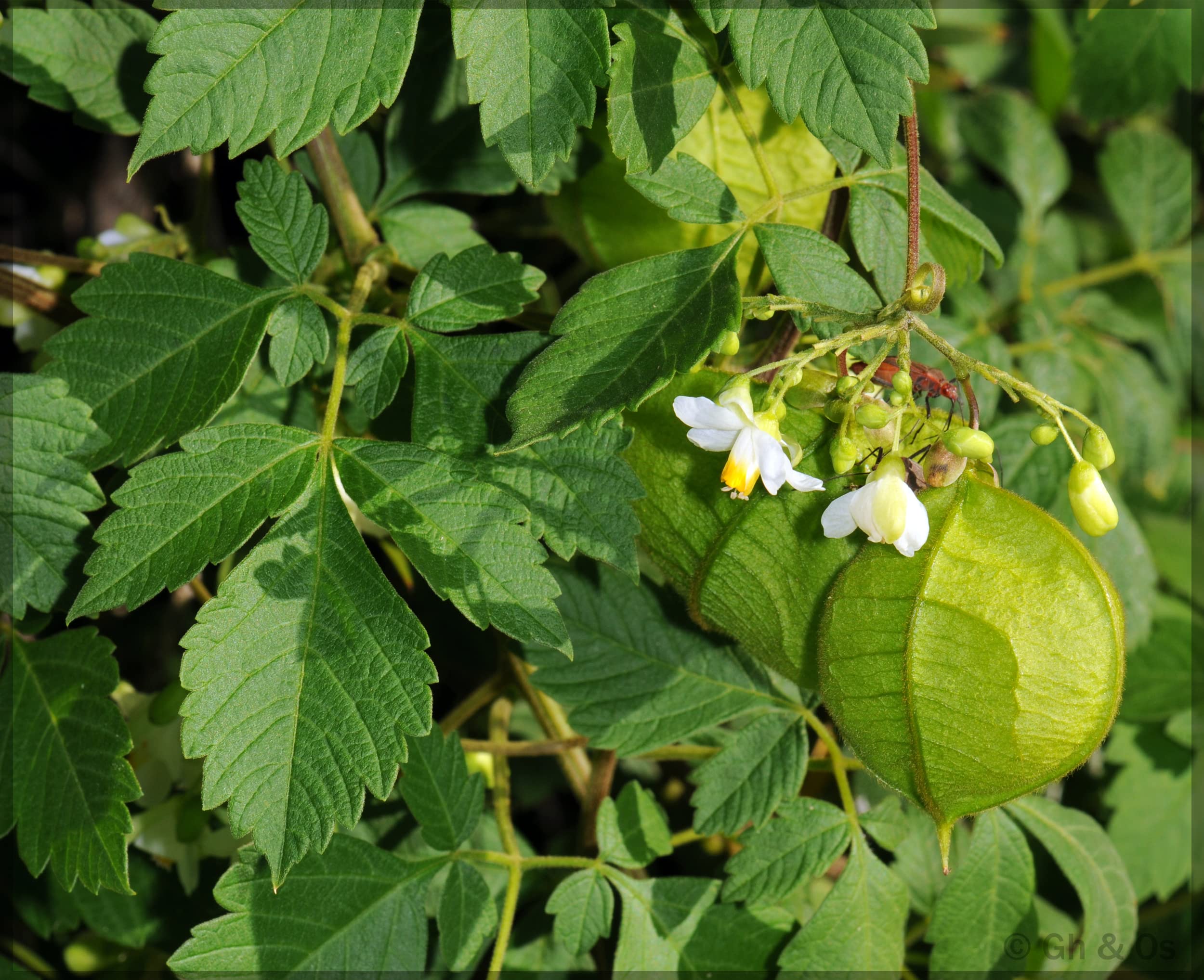 See full amazon price history chart for Mudakathan Keerai/Balloon Vine/Cardiospermum halicacabum/Khanphata/Herbal Vine Traditional Seeds (Pack of 35+ Seeds) - Our Seeds Mudakathan Keerai/Balloon Vine/Cardiospermum halicacabum/Khanphata/Herbal Vine Traditional Seeds (Pack of 35+ Seeds) - Our Seeds (B0BN27DXJK) Amazon Price History, Amazon Price Tracker