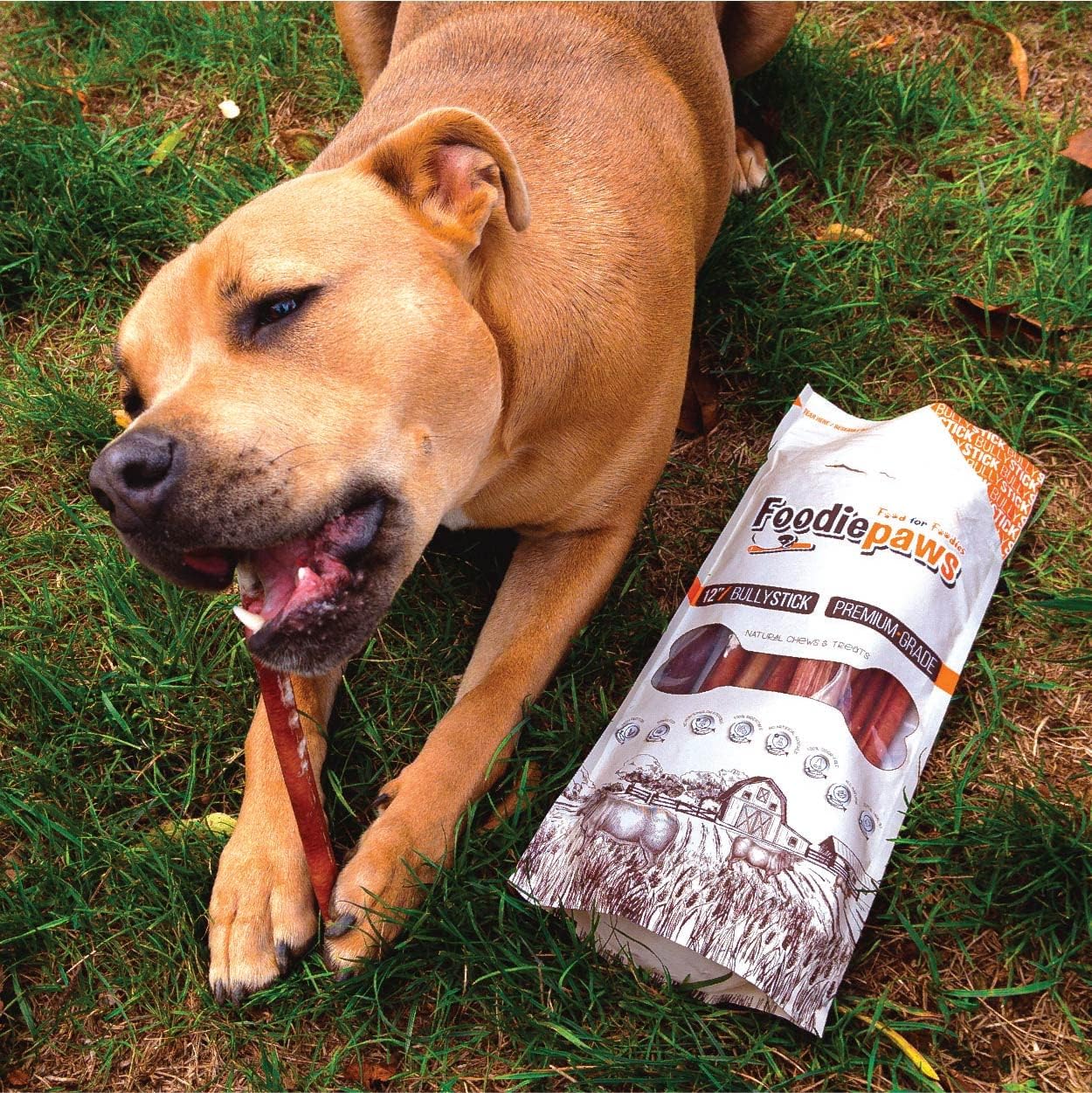 FOODIEPAWS 6 Inch Bully Sticks for Dogs, 15 Pack | All Natural, Grass-Fed Beef | High Protein, Rawhide-Free, Fully Digestible Dog Chews | Long Lasting Dental Treats for All Breeds