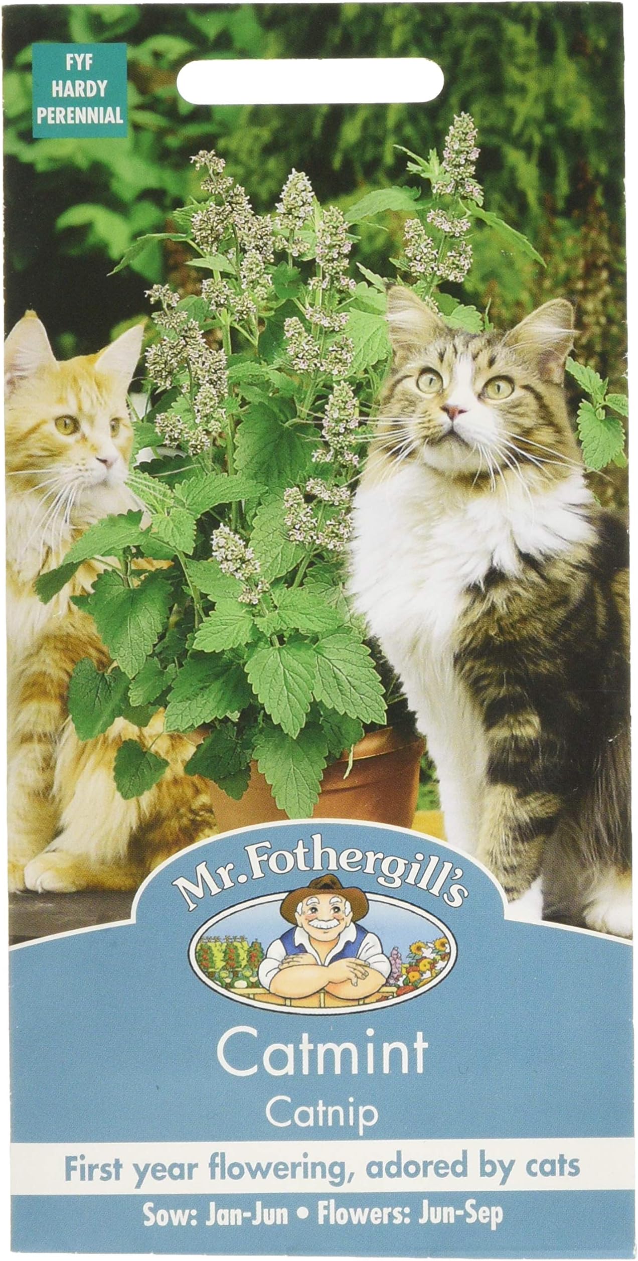 Mr Fothergill's 22838 Catmint Catnip, Green