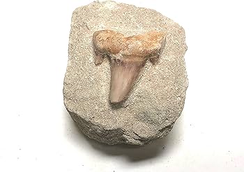 Amazon.co.jp: Zentron クリスタルコレクション サメの歯 石の化石