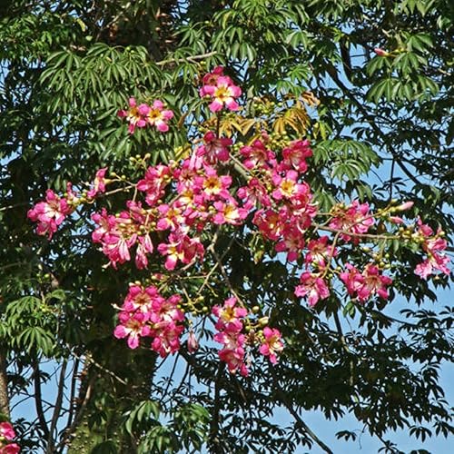 Miniatura 2 de CHUXAY GARDEN 20 semillas Ceiba Speciosa, árbol de seda de hilo dental, Palo Borracho, Paineira, Toborochi Exótico Flowering Deciduous Hardy Tree