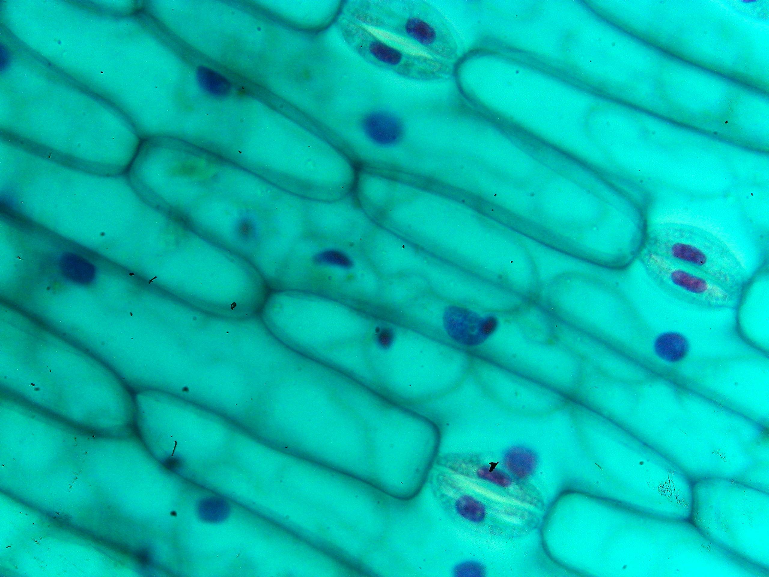 AIM Leaf Stomata Prepared Slide (Pack of 12)-picture-28