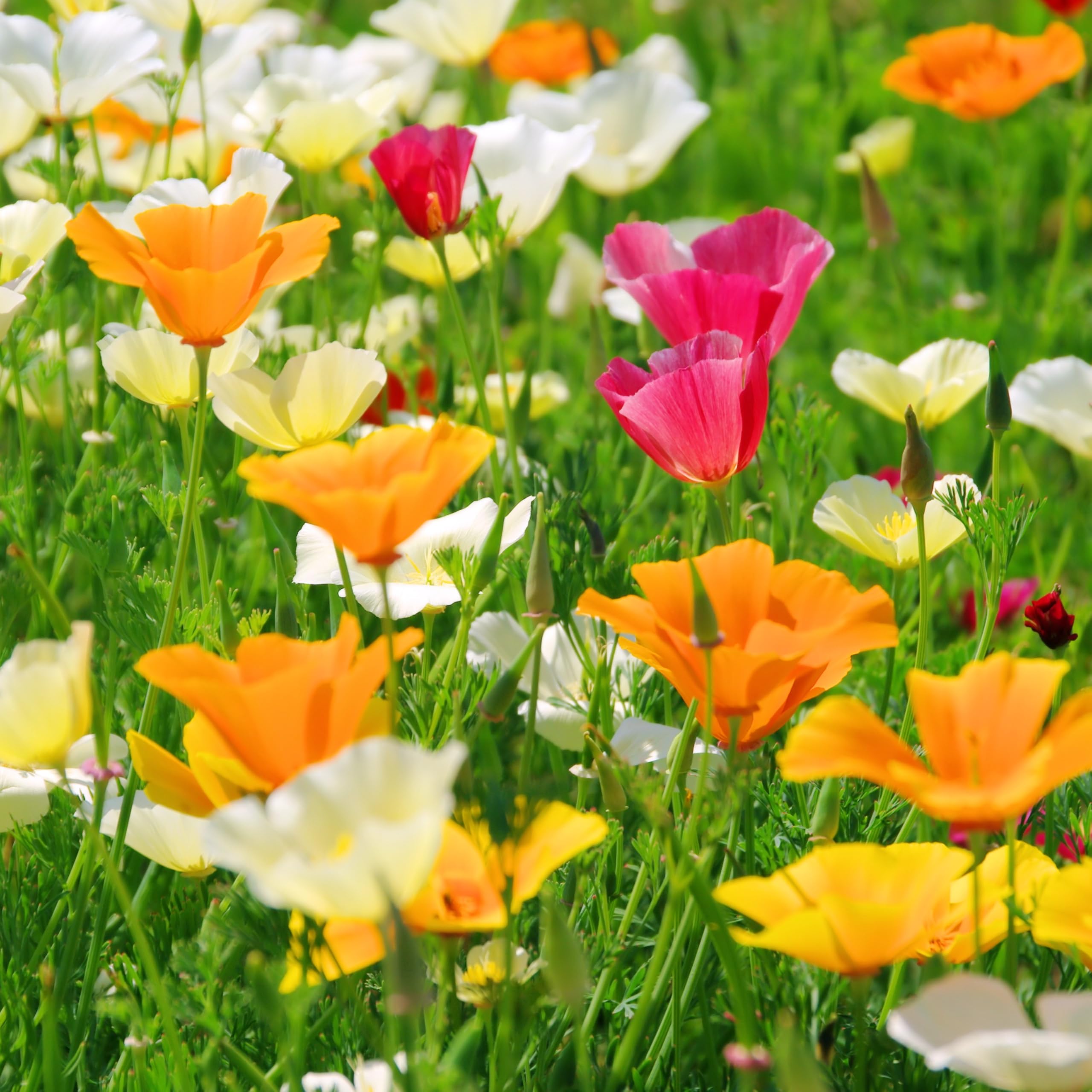 PREMIER SEEDS DIRECT - California Poppy Seeds - Single Mix (16 Grams)