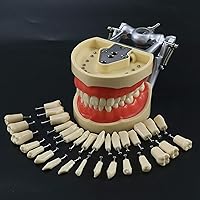 Vista 5 de Modelo de Typodont dental compatible con Kilgore Nissin 32 dientes extraíbles y mejilla de simulación para estudio de enseñanza