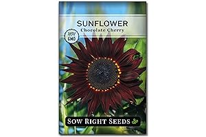 Chocolate Cherry Sunflower Seeds for Growing