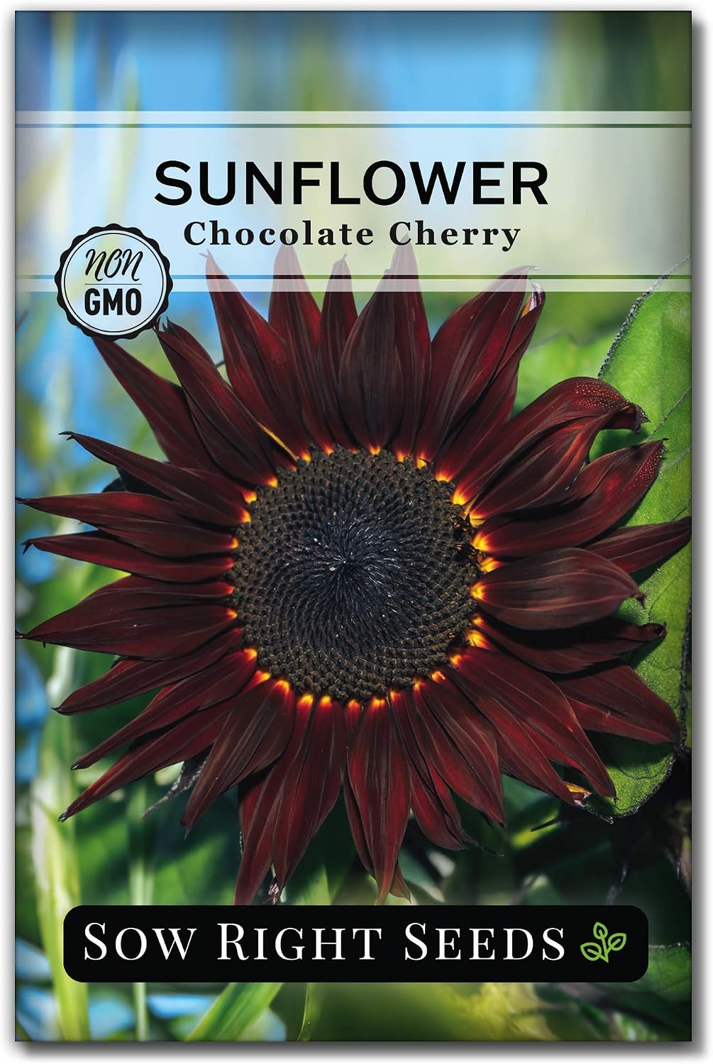 Sow Right Seeds - Chocolate Cherry Sunflower Seeds for Planting - Non-GMO Heirloom Packet with Instructions to Plant a Home Vegetable Garden