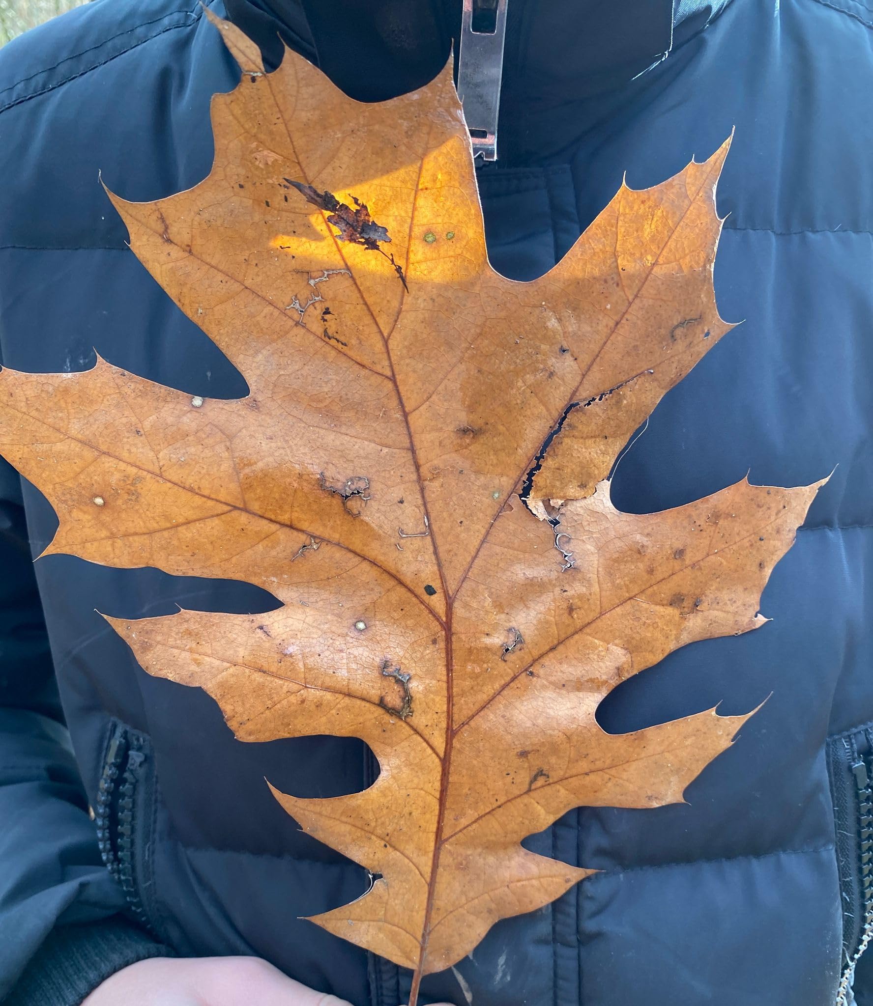 Roteiche Quercus rubra 50 Samen-Baum des Jahres 2025 : Amazon.de: Garten