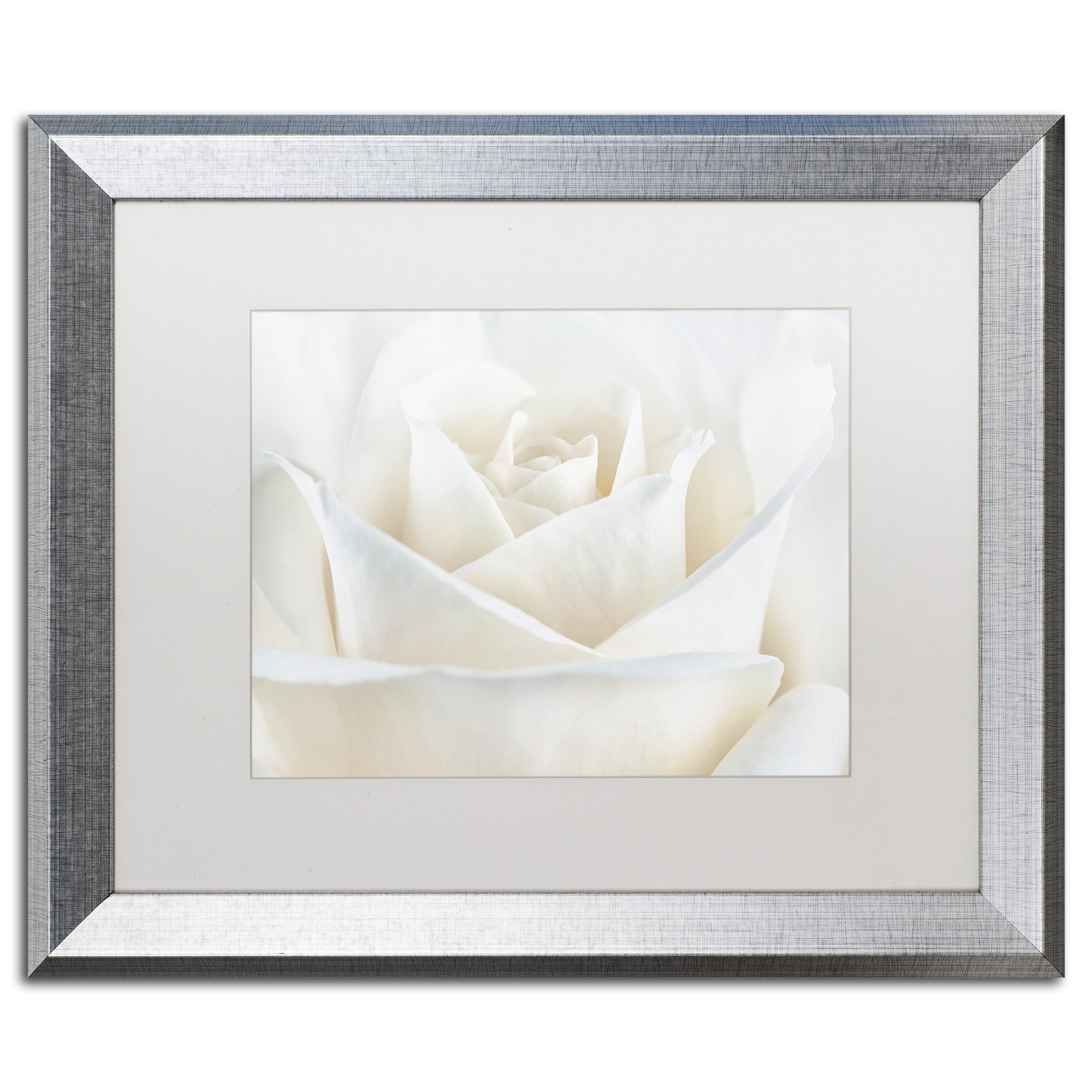 Trademark Fine Art Pure White Rose White Matted Silver Frame by Cora Niele 16x20