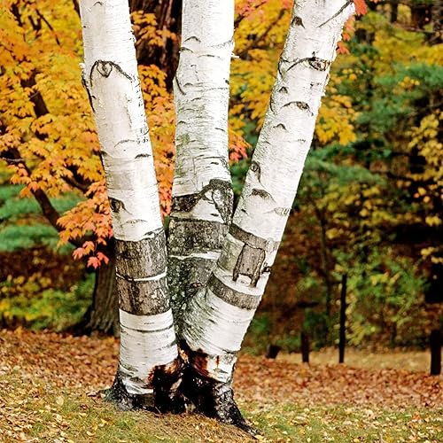 Miniatura 3 de YEGAOL Garden - 50 semillas de abedul de papel blanco Betula Papyrifera, canoa de abedul de bajo mantenimiento, resistentes a los ciervos, camas