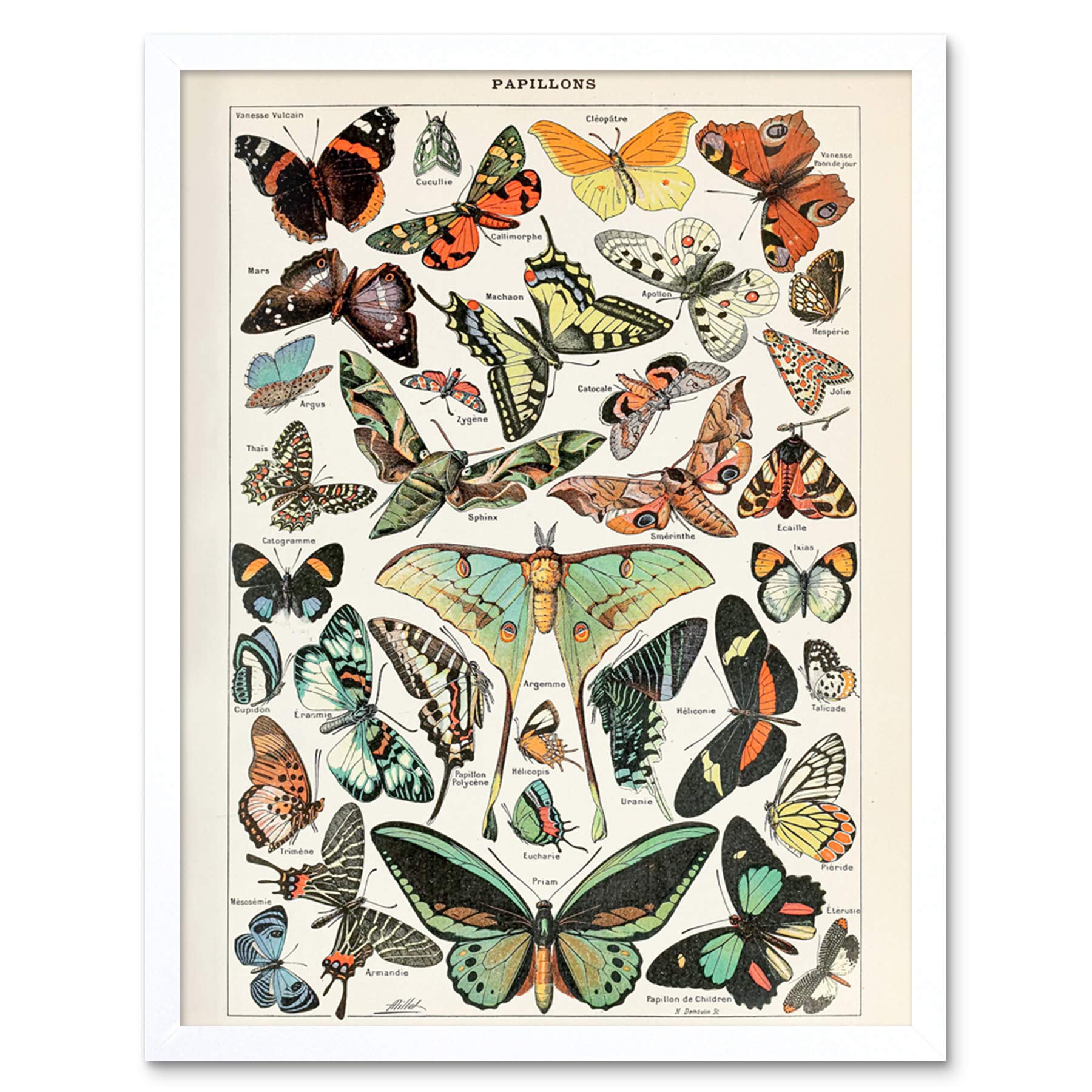 Artery8 Millot Encyclopedia Page Molluscs Shells Art Print Framed Poster Wall Decor 12x16 inch — view 70