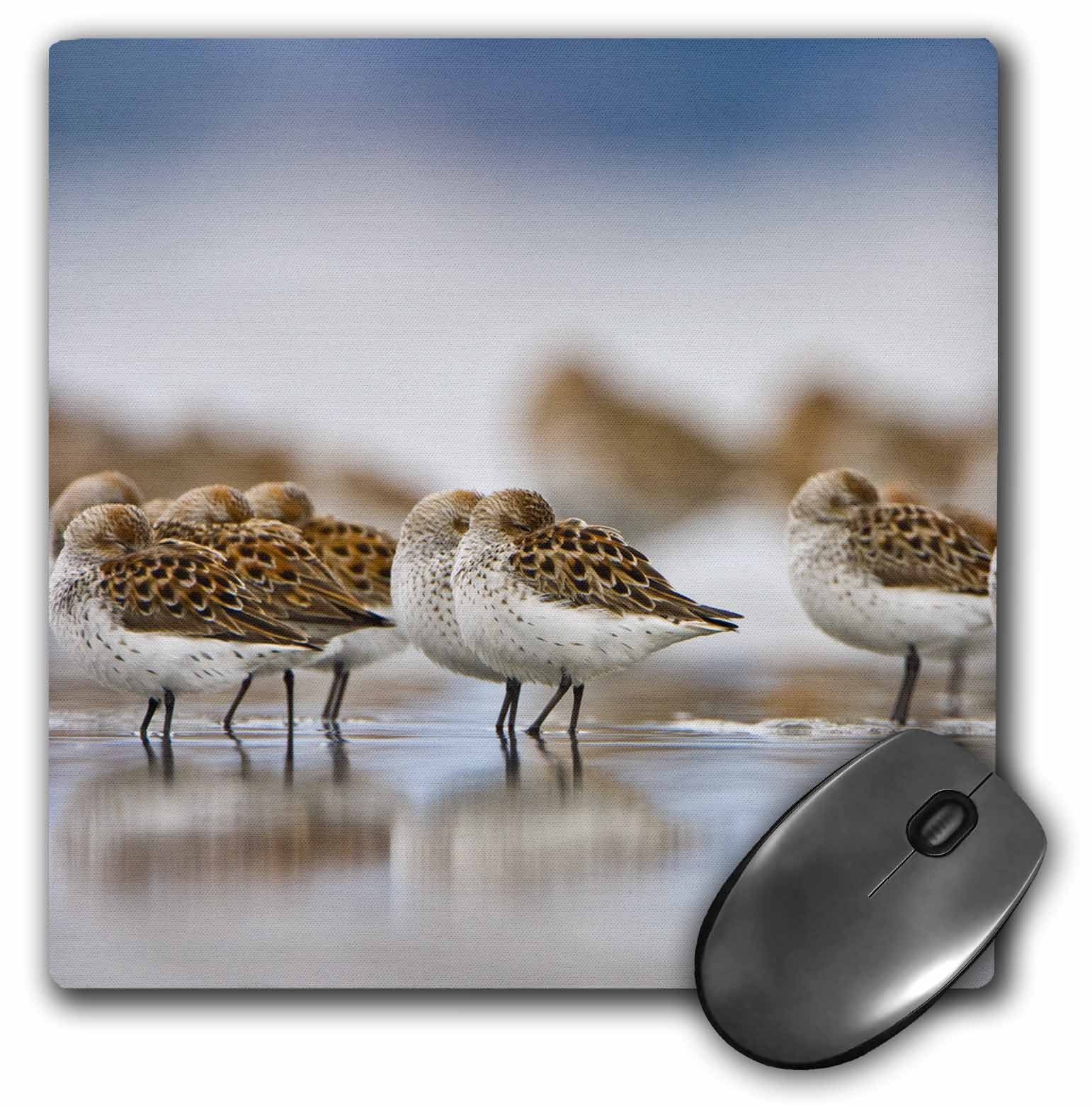 3dRose 3dRose WA, Bottle Beach, Grays Harbor, Western Sandpiper Birds Mouse Pad, 8" x 8" (mp_95654_1)