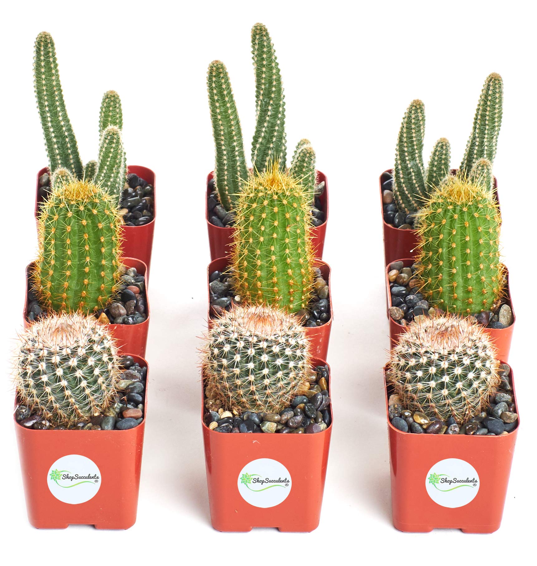 Amazon.com : Shop Succulents | Cool Cactus Collection of Live Succulent  Plants, Hand Selected Variety Pack of Cacti | Collection of 9 in 2" pots :  Patio, Lawn & Garden