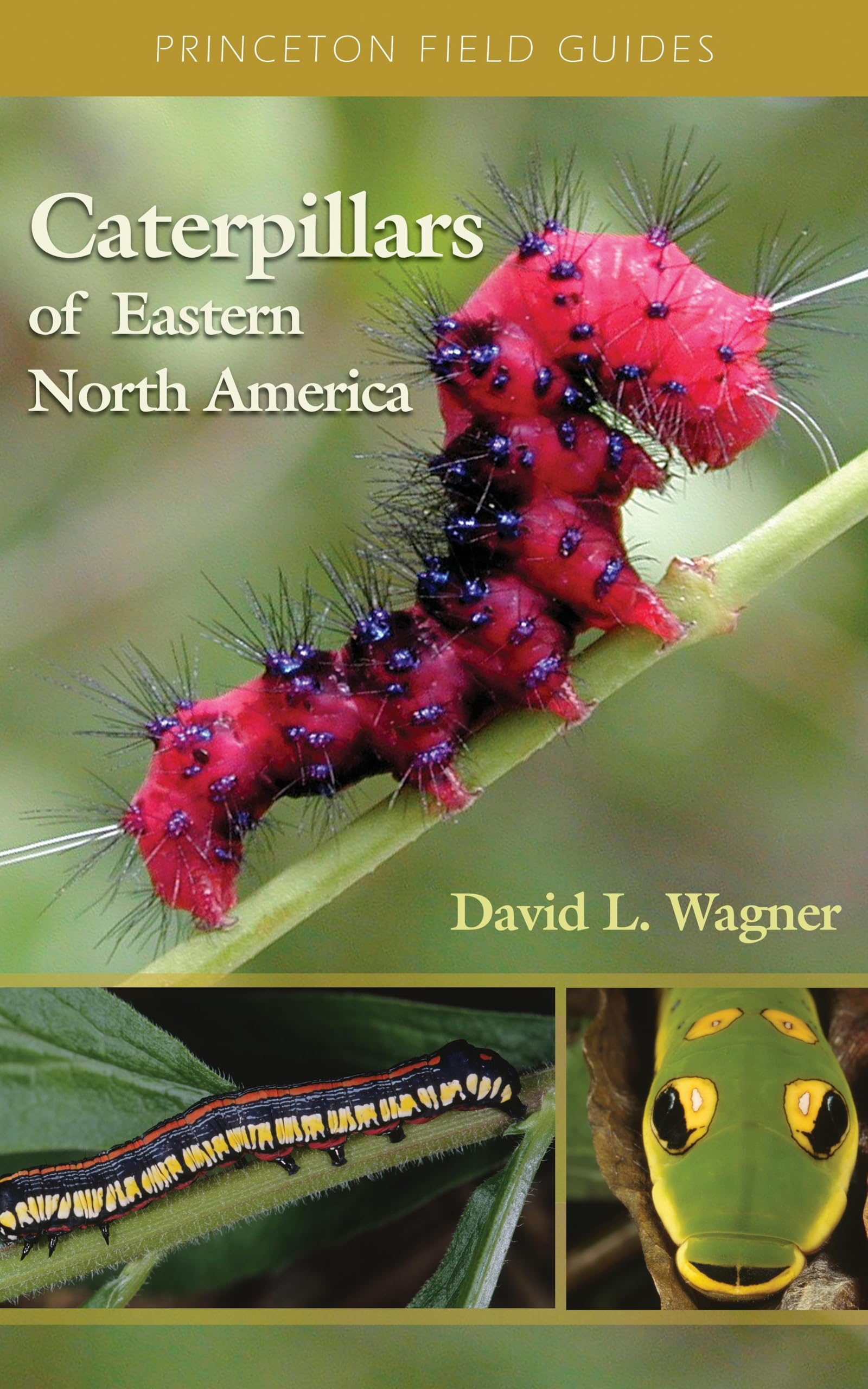 Caterpillars of Eastern North America: A Guide to Identification and Natural History (Princeton Field Guides)