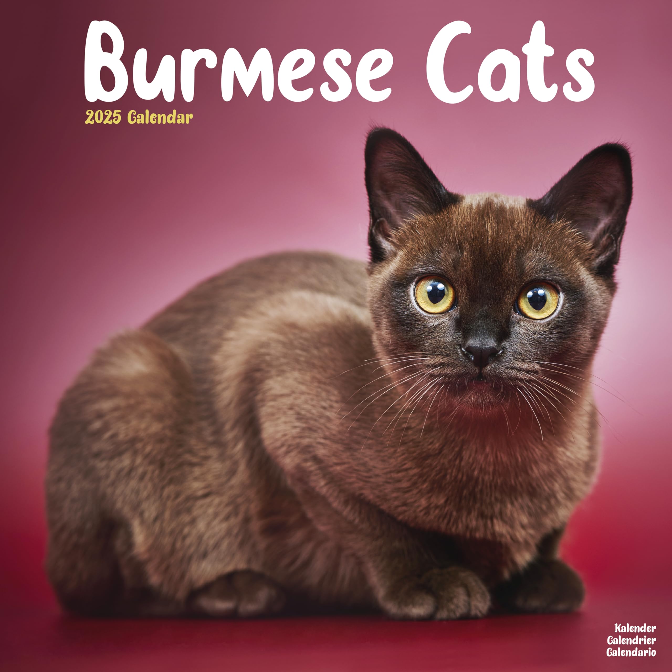 Cats - Burmese 2025 Square Wall Calendar | Animal, Cat, Pet Calendar